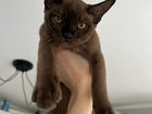 Бурманская кошка котята объявление продам