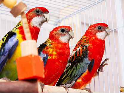 Красные и пестрые попугаи розеллы