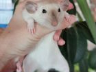 Крысята дамбо самочки объявление продам