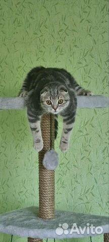 Передержка для кошек