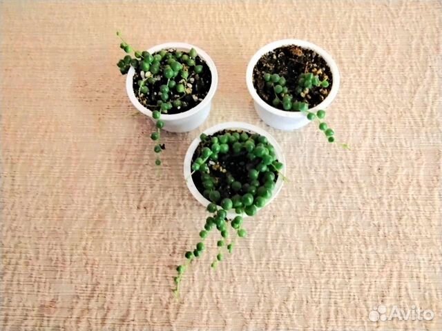 Суккуленты сортовые комнатные растения