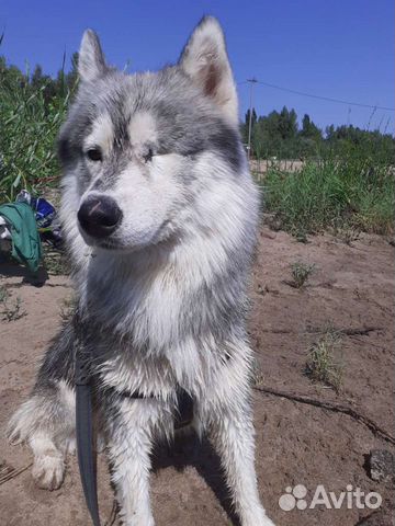 Аляскинский маламут в добрые руки отдам бесплатно