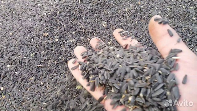 Зерно подсолнечника