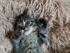 Милые котята от кошки мышеловки объявление продам