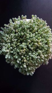 Суккулент Седум дасифиллюм (очиток)