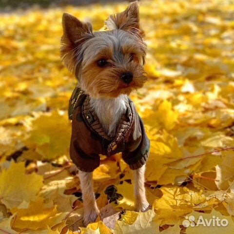 Вязка Йоркширский терьер кобель