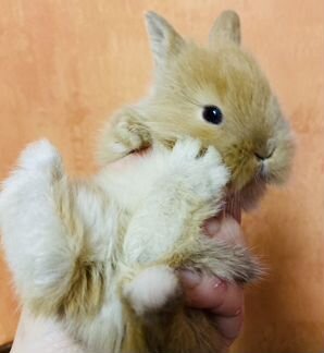 Декоративные крольчата