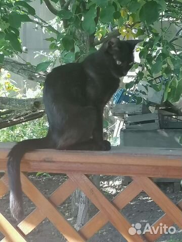 Кошка в дар бесплатно