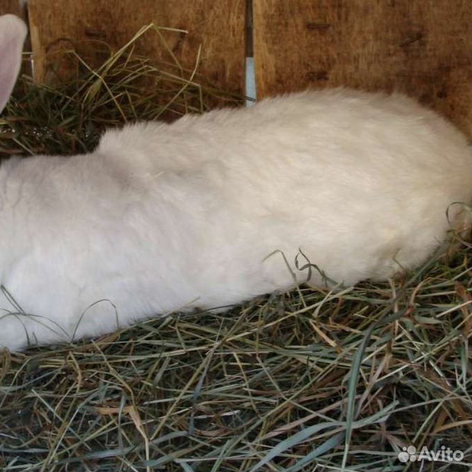 Купить кролика в курске. Новозеландская белая. Крол. НЗБ кролики. 5 Кроликов. Кролик 5 месяцев.