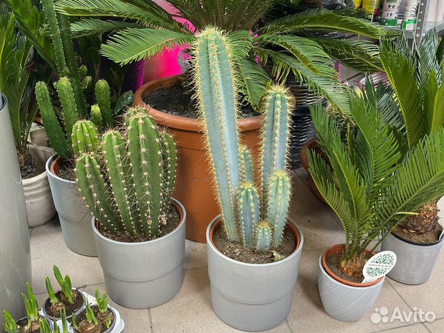 Кактус крупный