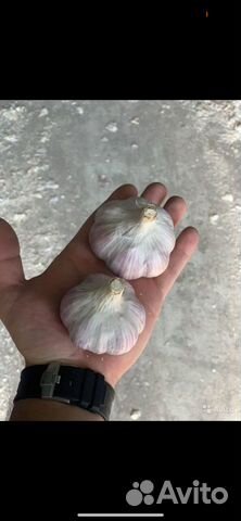 Любаша чеснок