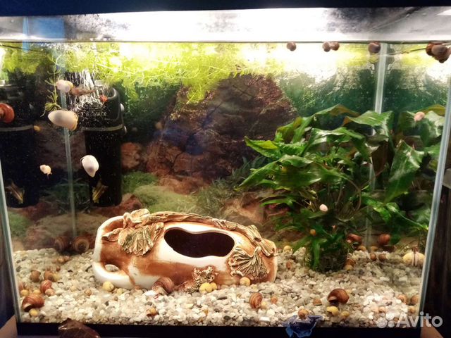 Аквариумные улитки ампулярии