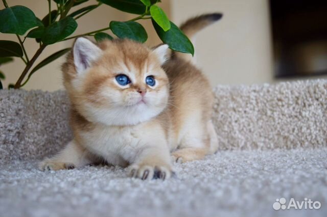 Шотландские котята