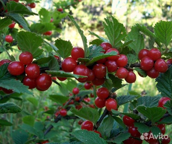 Вишня войлочная натали фото