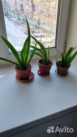 Неомарика (домашний ирис)