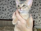 Абиссинский котёнок объявление продам