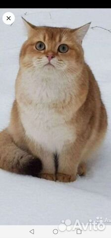 Золотая шиншилла