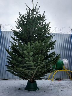 Датская пихта