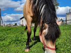 Лошадь, белорусская упряжная объявление продам
