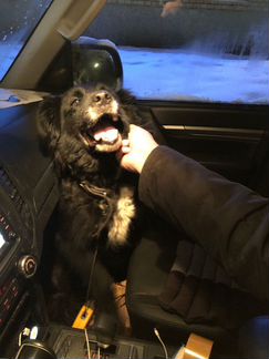 Замечательная Арья ищет дом