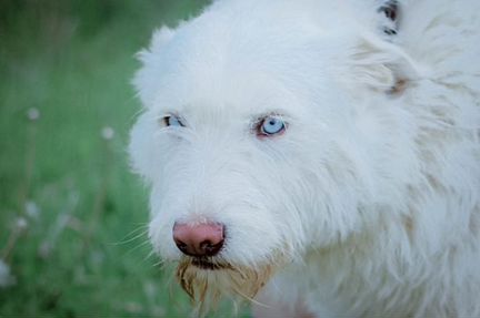 Снежная королева или Собака Белых Ходоков