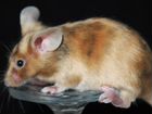 Декоративные сатиновые мыши (сиамские, тигровые, з объявление продам