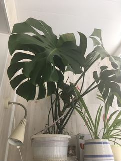 Цветок напольный