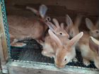 Кролики породы Бургундский и нзб объявление продам
