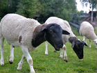 Овцы бараны дорпер объявление продам