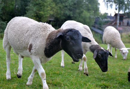 Овцы бараны дорпер - фотография № 1