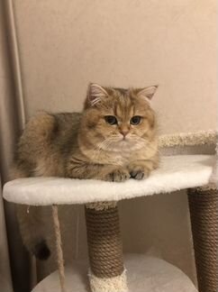 Британская золотая шиншилла кот приглашает на вязк