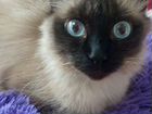 Голубоглазая сибирская кошка (подвид Невская маска