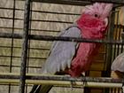 Попугай Розовый какаду (гала)