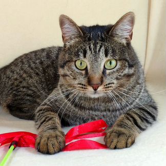 Кот гений ищет дом
