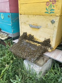 Продам пчёл пчелосемьи
