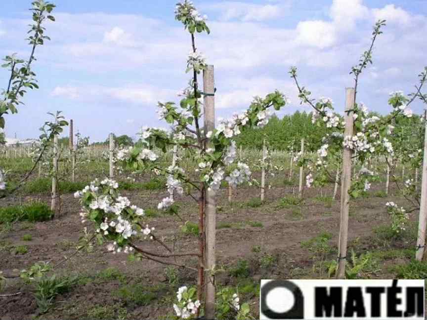 Яблоня Наклонная