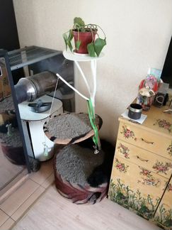 Лежанка для кота