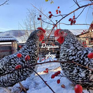 Инкубационное яйцо