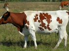 Продаётся стельная корова (Сорочинский го)