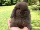Карликовые кролики/доставка по РФ