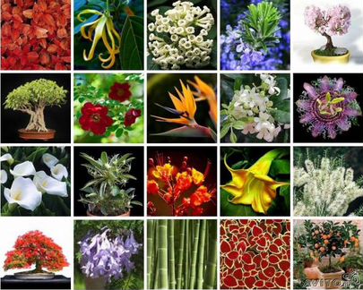 Семена экзотических растений - самовывозом, почтой