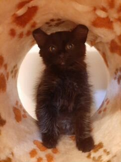 Чёрный котенок ищет дом)