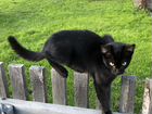 Котёнок, Чёрная кошечка, Багира объявление продам