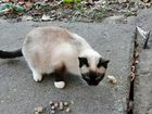 Ищет дом молодой сиамский котик