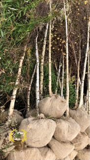 Саженцы Берёзы