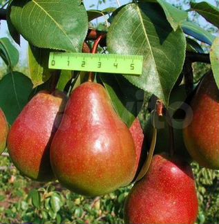 Лучшие саженцы яблонь груш слив дерево-сад