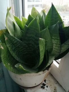 Сансевиерия ханни