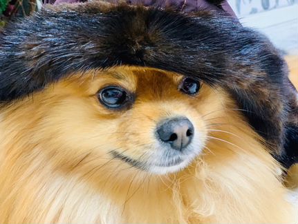 Шубка норковая для собак (новая)