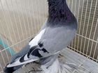 Бойные голуби объявление продам
