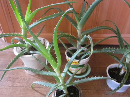 Цветок Алоэ